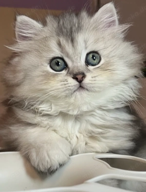 BKH BLH Kitten mit Stammbaum Abgabebereit 