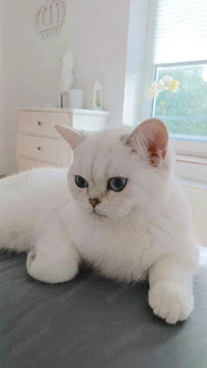 Junger BKH Schmusekater abzugeben