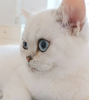 Junger Schmusekater (BKH) abzugeben