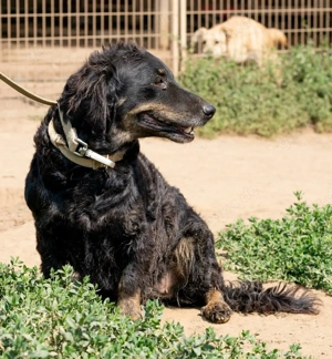 Tina- wäre eine wunderbare, treue Begleiterin für ältere Menschen oder ruhige Haushalte