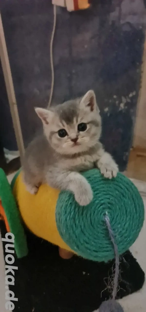 Süße BKH Kitten 