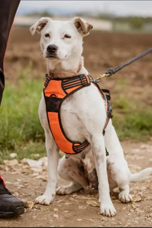 Fátyol   ich bin eine lebensfrohe Kämpferin auf der Suche nach meinem Für-immer-Zuhause 