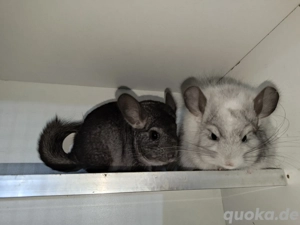Chinchillas Jungtiere und Alttiere! 