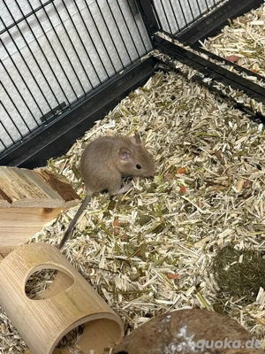 Degu Männchen Bild 5