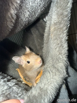 Degu Männchen Bild 3