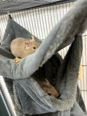 Degu Männchen Bild 2