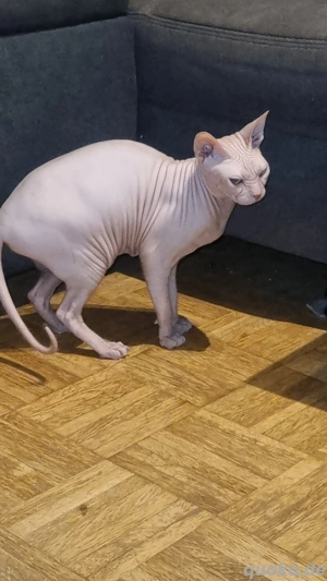 phynxkatze zu verkaufen 