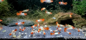 Koi Guppy Guppys Poecilia reticulata 