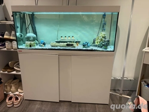 Aquarium 240 L