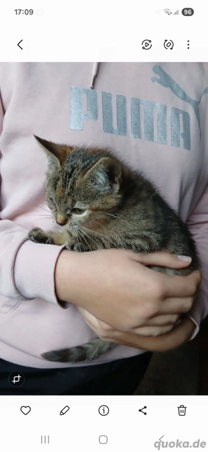 Katzenbaby Kitten abzugeben!