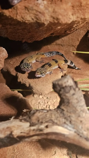  Leopardgecko-Weibchen aus liebevoller Nachzucht    verschiedene Morphen (Reinheim)