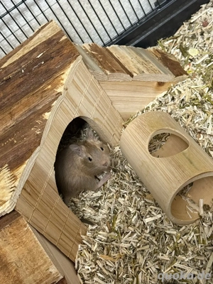 Degu Männchen Bild 4