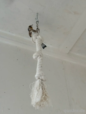 Parva Stieglitze (Naturfarbe)   beringt & mit Herkunftsnachweis Bild 5