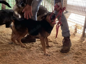  Mex, z. Zt. in Ungarn, ein handlicher, aktiver Rüde im allerbesten Hundealter.  Bild 7