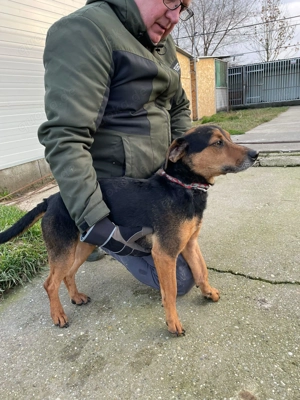  Mex, z. Zt. in Ungarn, ein handlicher, aktiver Rüde im allerbesten Hundealter.  Bild 2