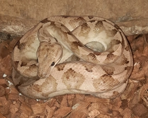 Corallus annulatus 0.1 