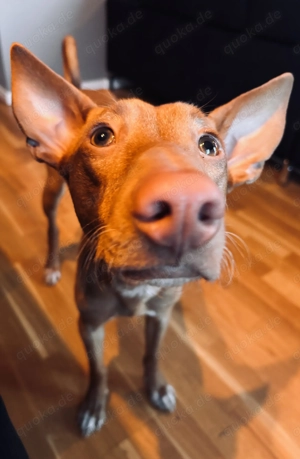 Podenco Nado in liebevolle Hände abzugeben  Bild 2