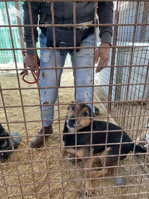  Mex, z. Zt. in Ungarn, ein handlicher, aktiver Rüde im allerbesten Hundealter.  Bild 10