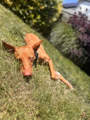 Podenco Nado in liebevolle Hände abzugeben  Bild 4