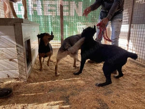  Mex, z. Zt. in Ungarn, ein handlicher, aktiver Rüde im allerbesten Hundealter.  Bild 8