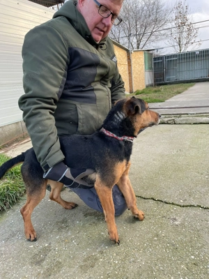  Mex, z. Zt. in Ungarn, ein handlicher, aktiver Rüde im allerbesten Hundealter.  Bild 5