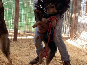  Mex, z. Zt. in Ungarn, ein handlicher, aktiver Rüde im allerbesten Hundealter.  Bild 9