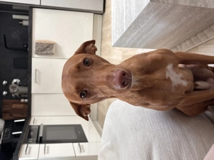 Podenco Nado in liebevolle Hände abzugeben  Bild 3