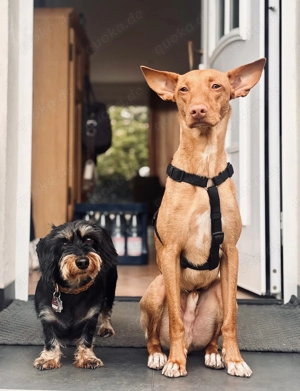 Podenco Nado in liebevolle Hände abzugeben  Bild 5