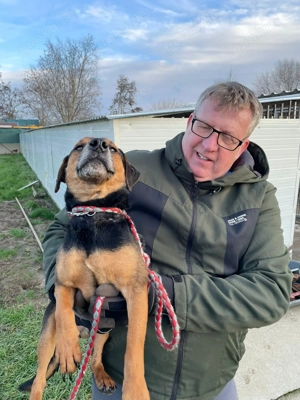  Mex, z. Zt. in Ungarn, ein handlicher, aktiver Rüde im allerbesten Hundealter.  Bild 4