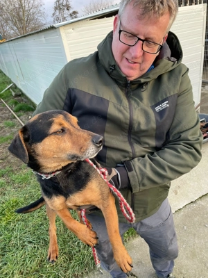  Mex, z. Zt. in Ungarn, ein handlicher, aktiver Rüde im allerbesten Hundealter.  Bild 3