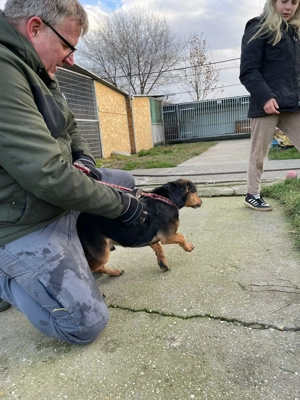  Mex, z. Zt. in Ungarn, ein handlicher, aktiver Rüde im allerbesten Hundealter.  Bild 6