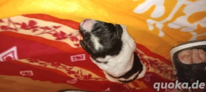 Reinrassige Landseer Welpen  Bild 2