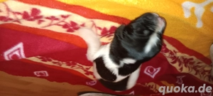 Reinrassige Landseer Welpen  Bild 5