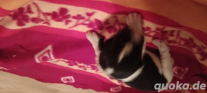 Reinrassige Landseer Welpen  Bild 3