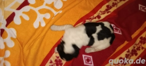 Reinrassige Landseer Welpen  Bild 4