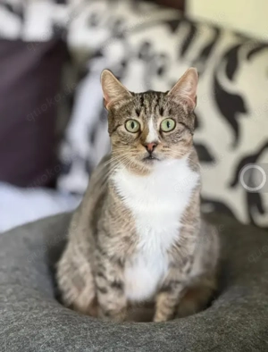 Belle  Feines Katzenmädel sucht ruhige Familie mit Freundin