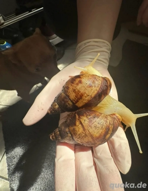 Achatschnecken zur Abgabe
