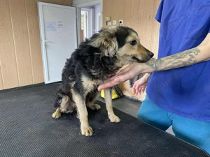 Csipet 2, z. Zt. in Ungarn, ist eine wunderschöne schwarz-braune Hündin Bild 2