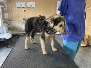 Csipet 2, z. Zt. in Ungarn, ist eine wunderschöne schwarz-braune Hündin Bild 6