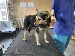 Csipet 2, z. Zt. in Ungarn, ist eine wunderschöne schwarz-braune Hündin Bild 3