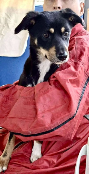 Berry - dankbar, aber noch schüchtern & ängstlich Bild 5