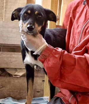 Berry - dankbar, aber noch schüchtern & ängstlich Bild 3