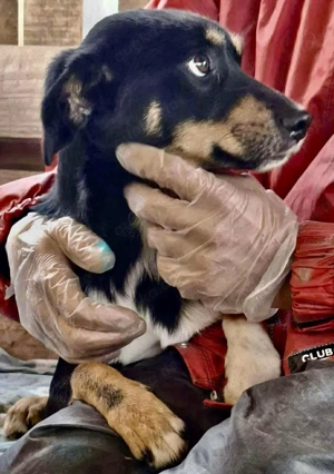 Berry - dankbar, aber noch schüchtern & ängstlich Bild 6