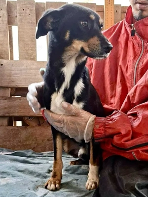 Berry - dankbar, aber noch schüchtern & ängstlich Bild 4