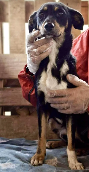 Berry - dankbar, aber noch schüchtern & ängstlich Bild 7