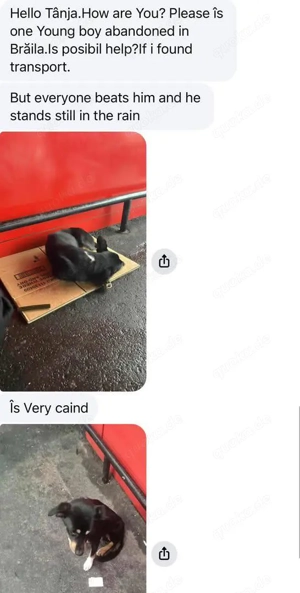 Berry - dankbar, aber noch schüchtern & ängstlich Bild 2