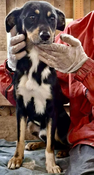 Berry - dankbar, aber noch schüchtern & ängstlich Bild 10