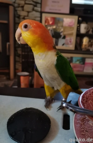 Rostkappenpapagei Pärchen 