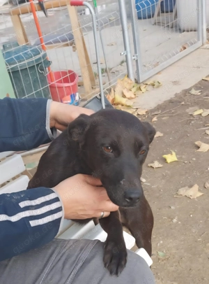 Malin, z.Z. in Ungarn, ist ein sympathisches Mädchen Bild 3