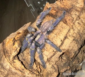 Hockenheim: 1.0 RH Poecilotheria metallica 